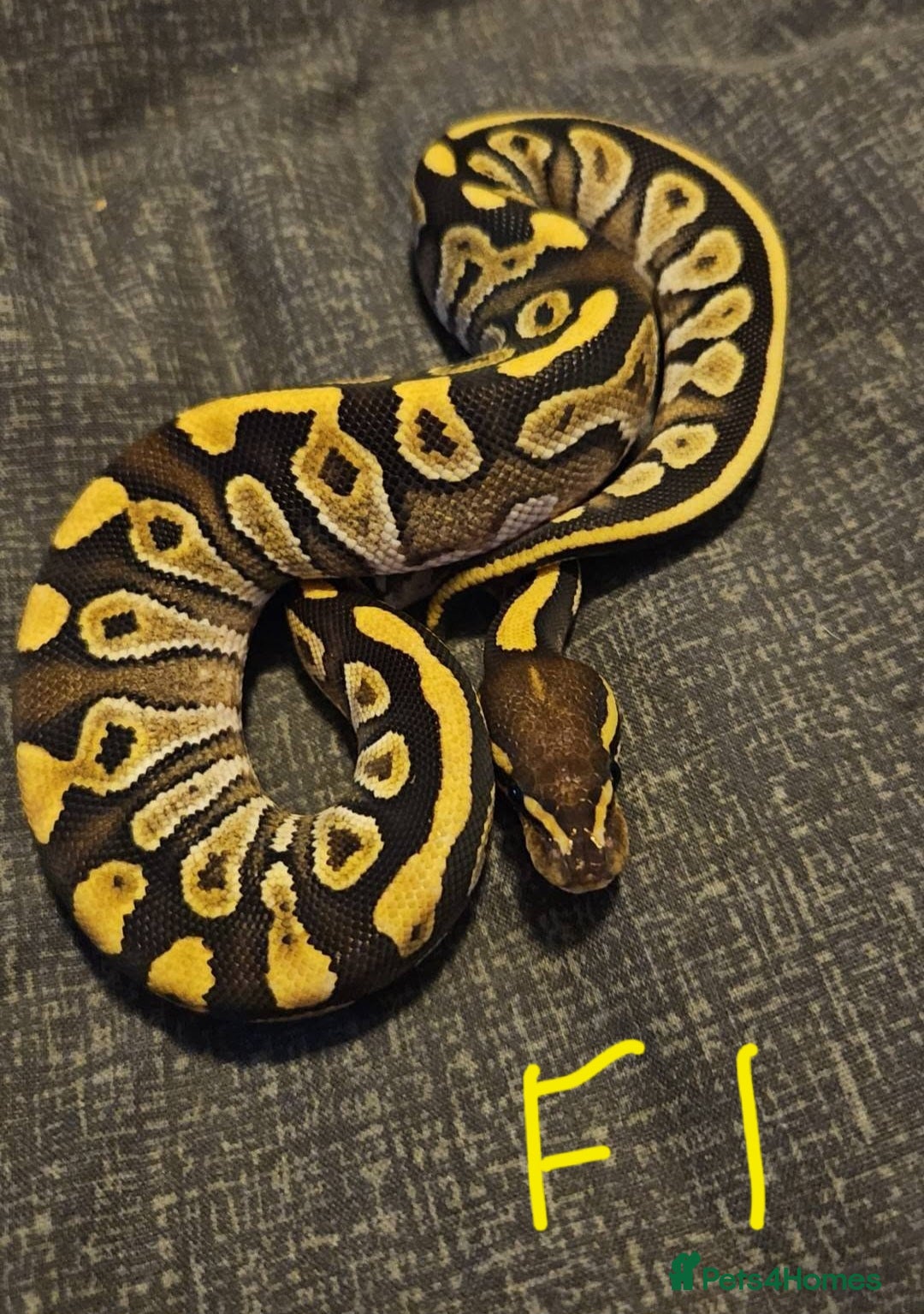 Python Snake reptiles CB25 Royal python hatchlings - Advert 18