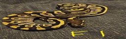 Python Snake reptiles for sale: CB25 Royal python hatchlings - Advert 2