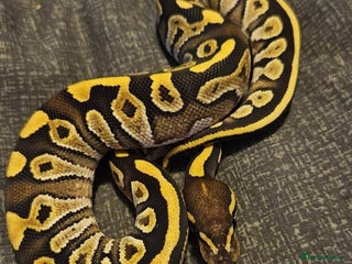 Python Snake reptiles CB25 Royal python hatchlings - Advert 18