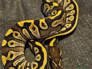 Python Snake reptiles CB25 Royal python hatchlings - Advert 2