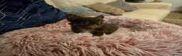 Chihuahua dogs for sale: XX quality chihuahua chocolate longcoat puppies XX - Advert 15