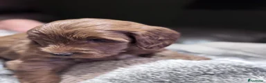 Cockapoo 3