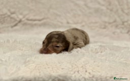Miniature Dachshund dogs for sale: Short Haired Miniature Dachshunds - Image 10
