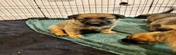 German Shepherd dogs for sale: 2 MALES LEFT German Shepherd puppies - Advert 12