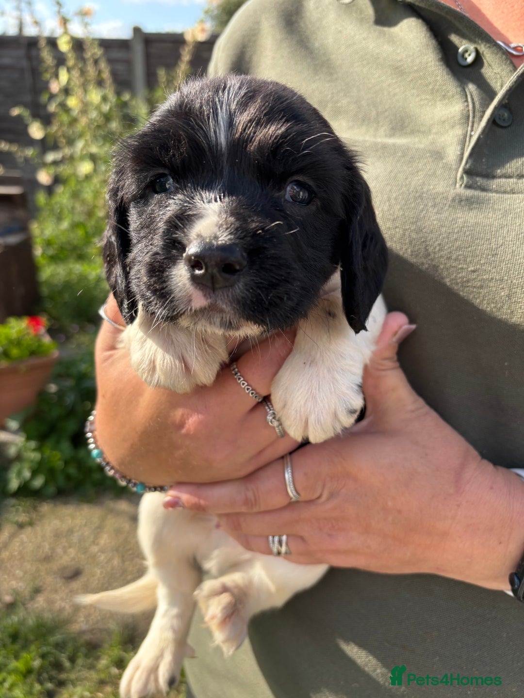 English Springer Spaniel dogs for sale: Beautiful Springer spaniel puppies  - Image 12
