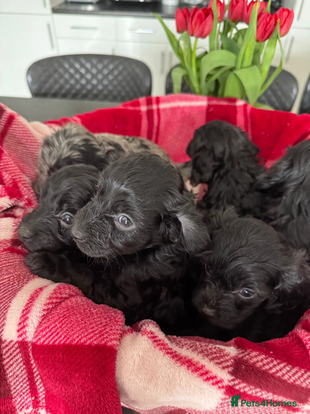 Cavapoo dogs for sale: Beautiful Cavapoo puppies - Advert 1