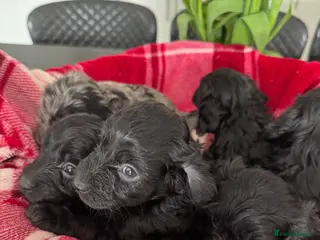 Cavapoo dogs for sale: Beautiful Cavapoo puppies - Advert 1