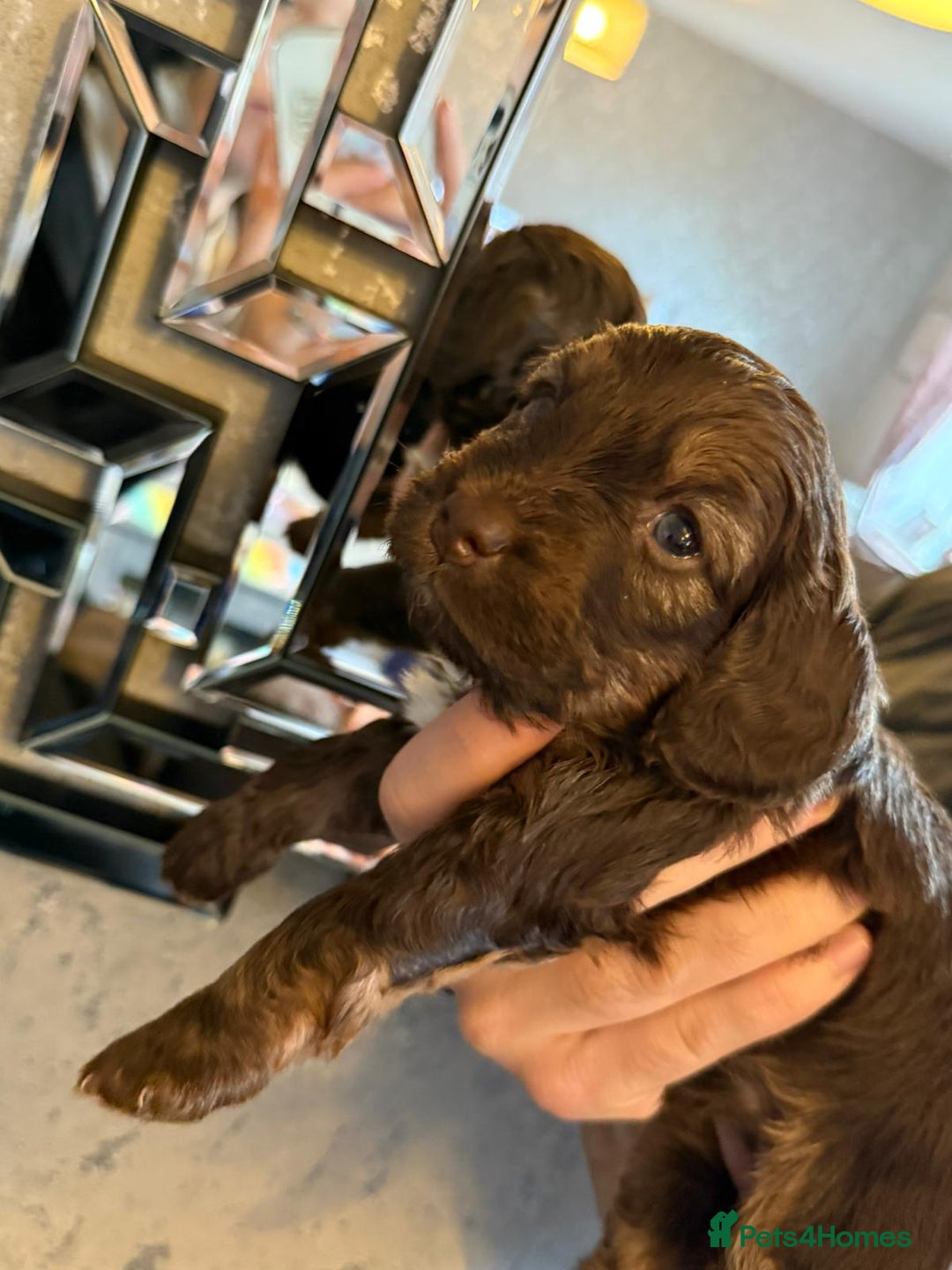 Cockapoo dogs for sale: Cockapoo puppies  - Image 5