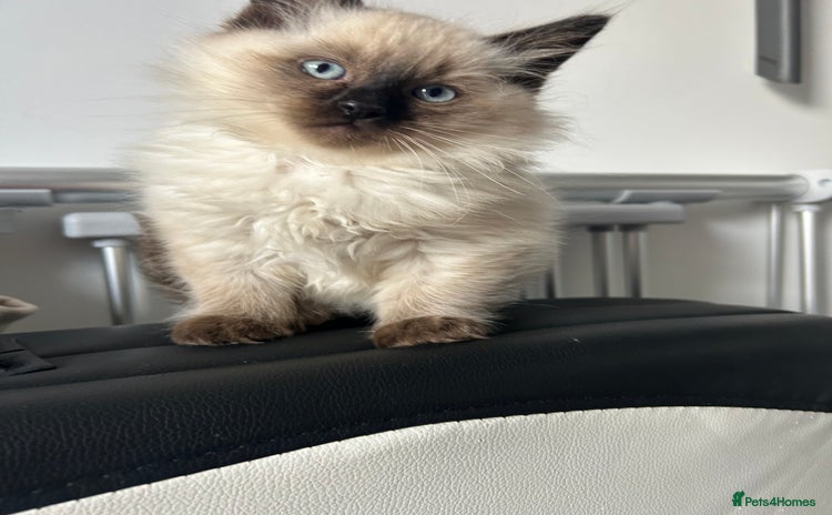 Ragdoll cats - Advert 12