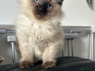 Ragdoll cats - Advert 33