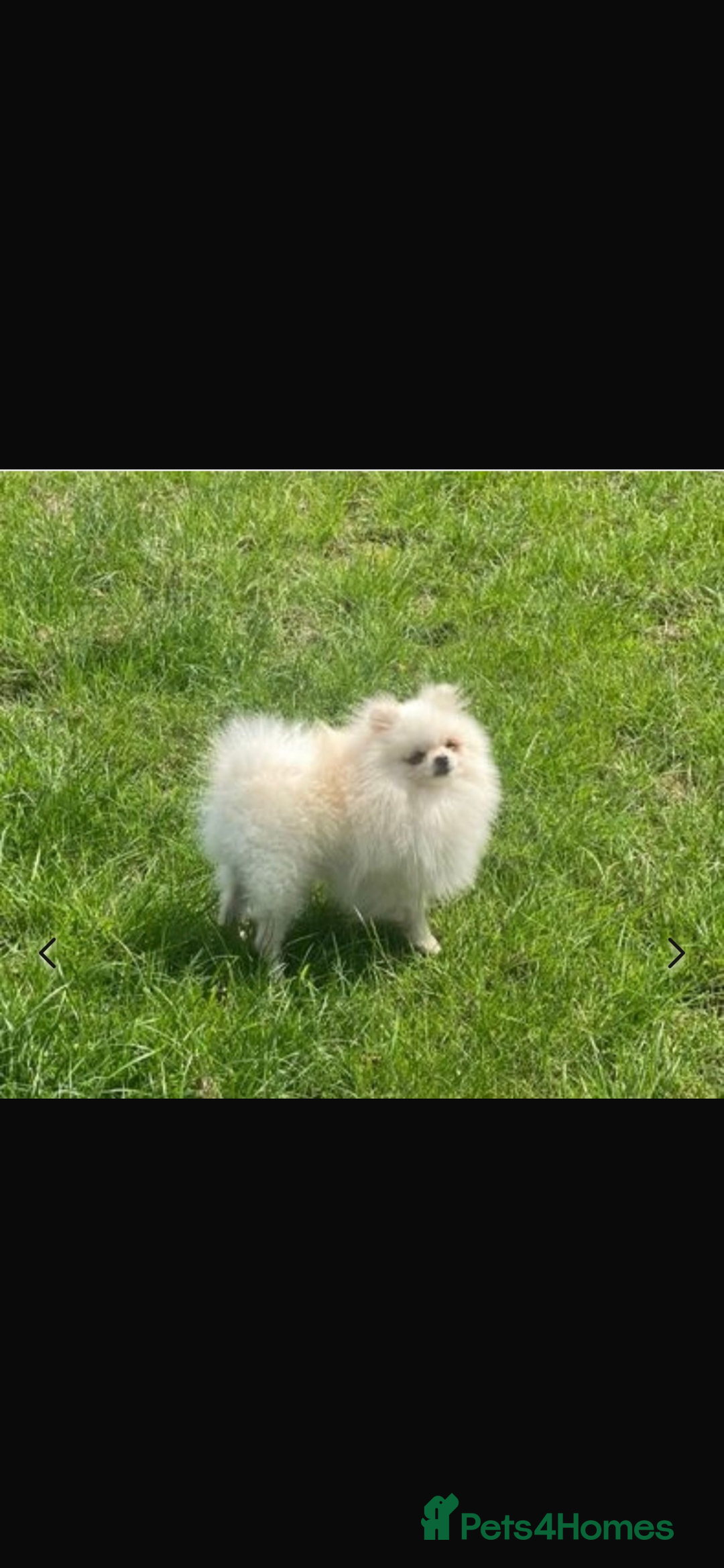 Pomeranian dogs for sale: Tiny blue male pomeranian - Advert 2
