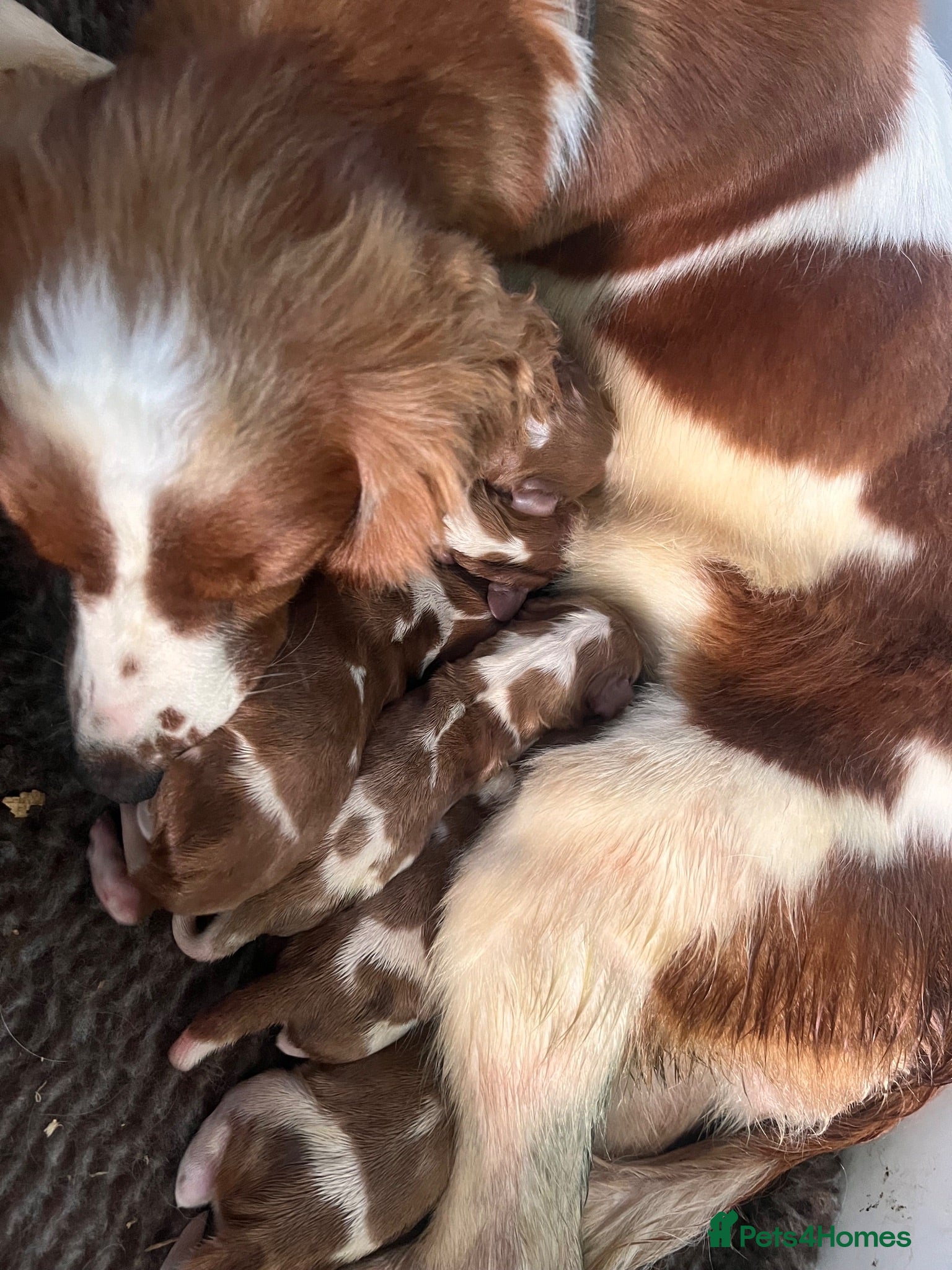 Welsh Springer Spaniel dogs KC Registered puppy girl available  - Advert 2