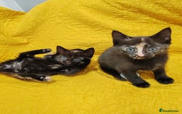 Mixed Breed cats for sale: Beautiful kittens VIDEOS - Image 4