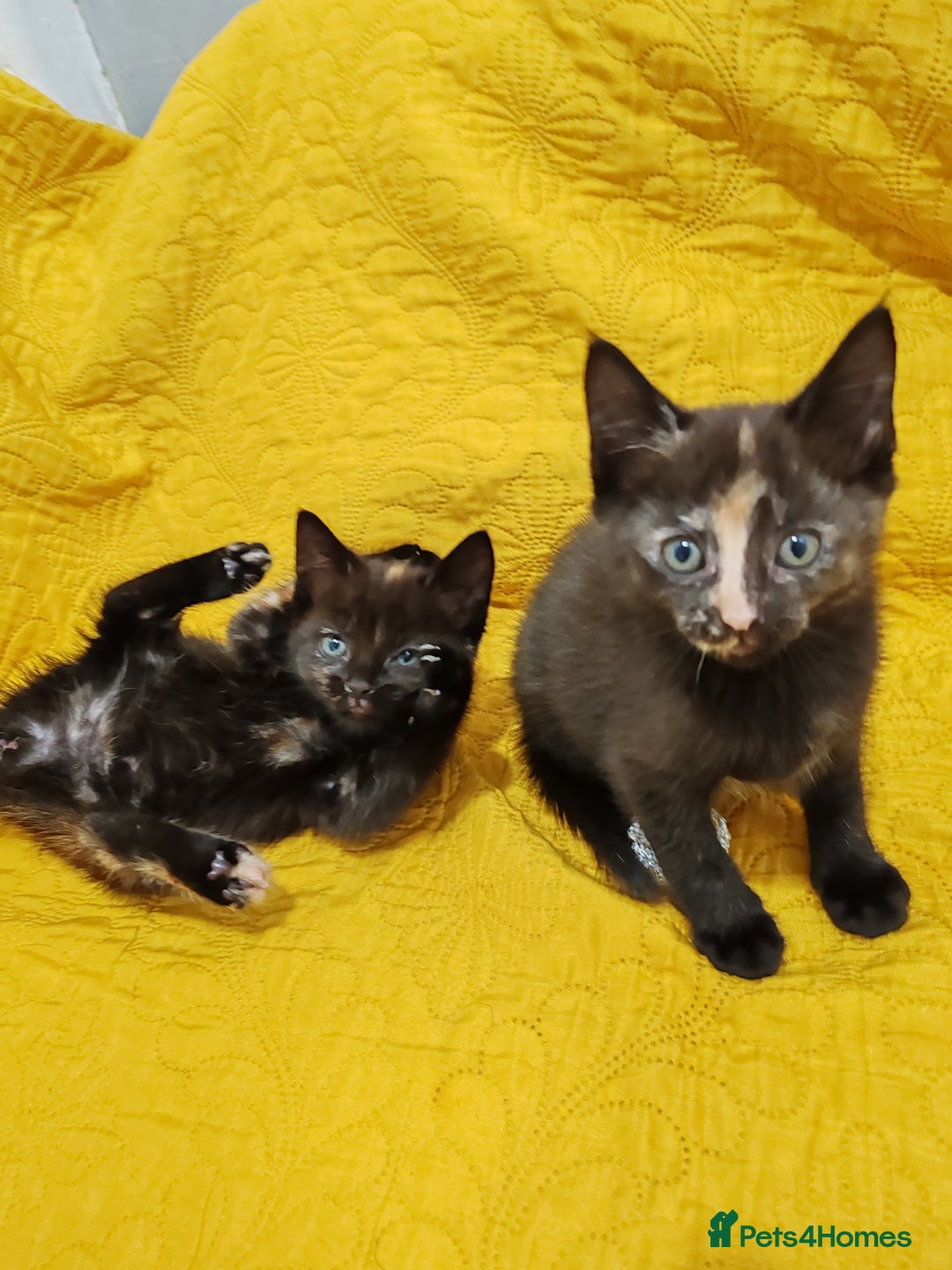 Mixed Breed cats for sale: Beautiful kittens VIDEOS - Image 4