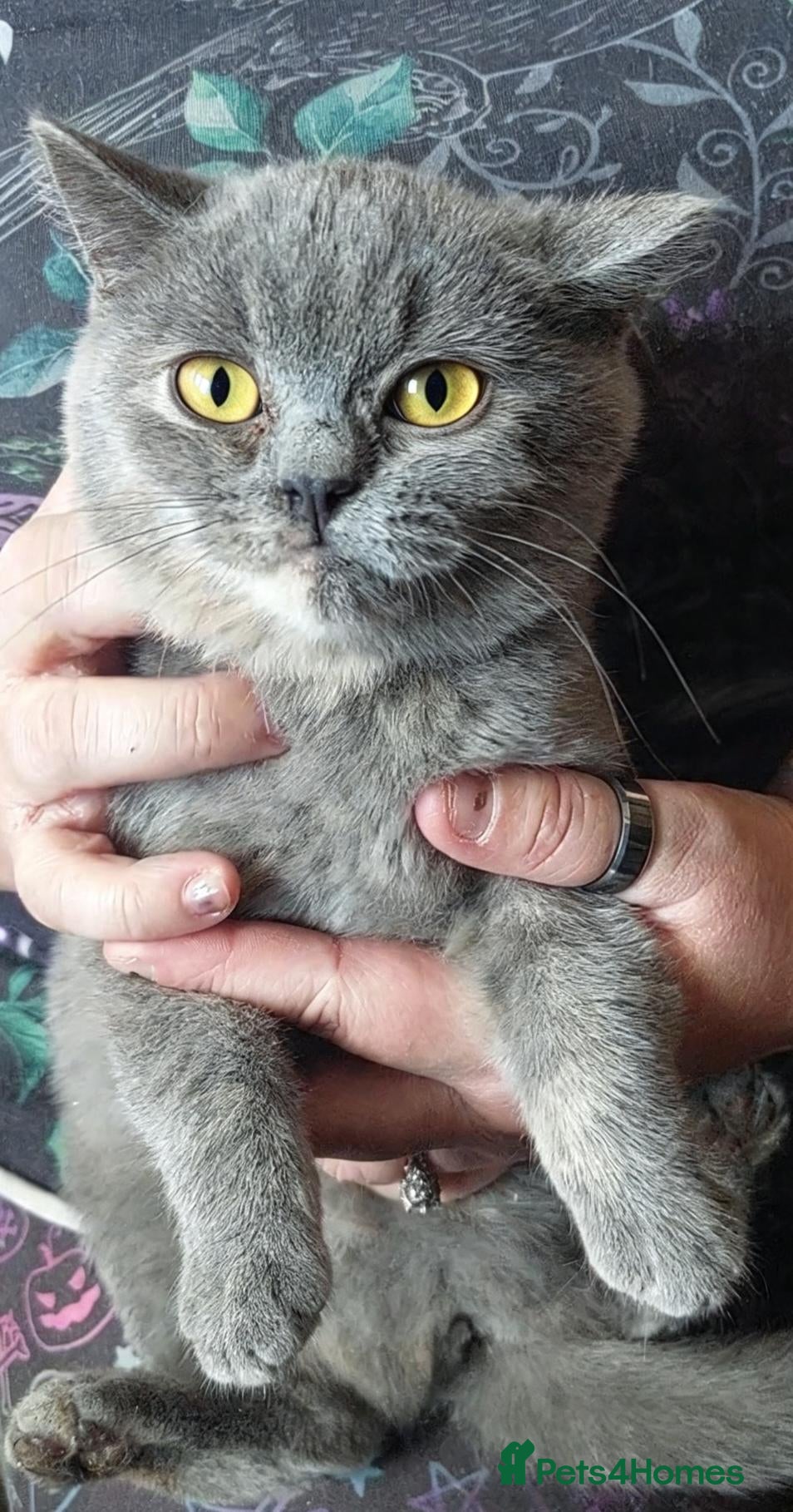 British Shorthair cats for sale:  💜🖤 British Shorthair Kittens 🖤💜 - Advert 2