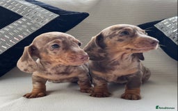 Miniature Dachshund dogs for sale: Gorgeous miniature dachshunds ready now  - Image 1