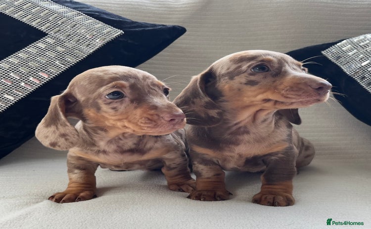 Miniature Dachshund dogs - Advert 7