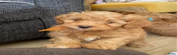 Havapoo dogs for sale: READY NOW Gorgeous Rare Havapoo 3 LEFT  - Advert 7