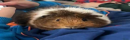 Guinea Pig rodents for sale: 2 Male Guinea Pigs in Liverpool - Advert 5