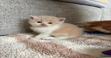 British Shorthair cats - Advert 6