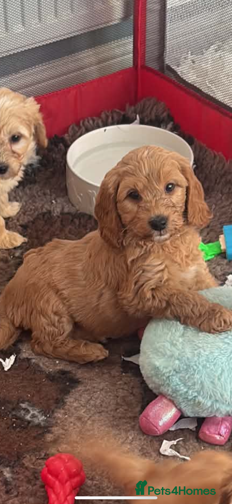 Mini Goldendoodle dogs READY 22nd May Mini Goldendoodles Therapy dog mom - Advert 4