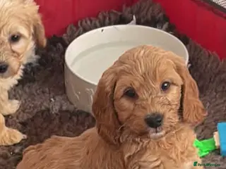 Mini Goldendoodle dogs READY 22nd May Mini Goldendoodles Therapy dog mom - Advert 4