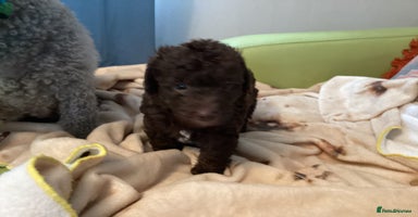 Mixed Breed dogs Poodle x - Advert 10