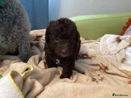 Mixed Breed dogs Poodle x - Advert 2