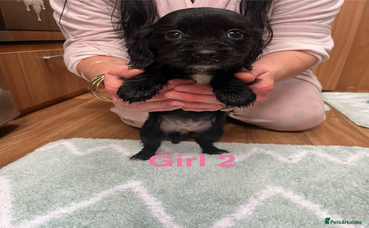 Cocker Spaniel dogs 7 Cavalier King Charles X Cocker Spaniel Puppies - Advert 13