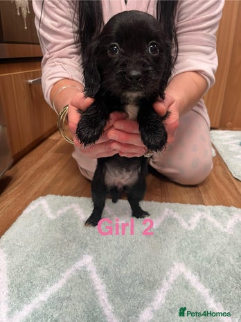 Cocker Spaniel dogs 7 Cavalier King Charles X Cocker Spaniel Puppies - Advert 13