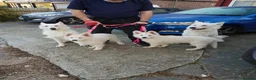 White Swiss Shepherd dogs for sale: Beautiful white Swiss shepherd  - Advert 1