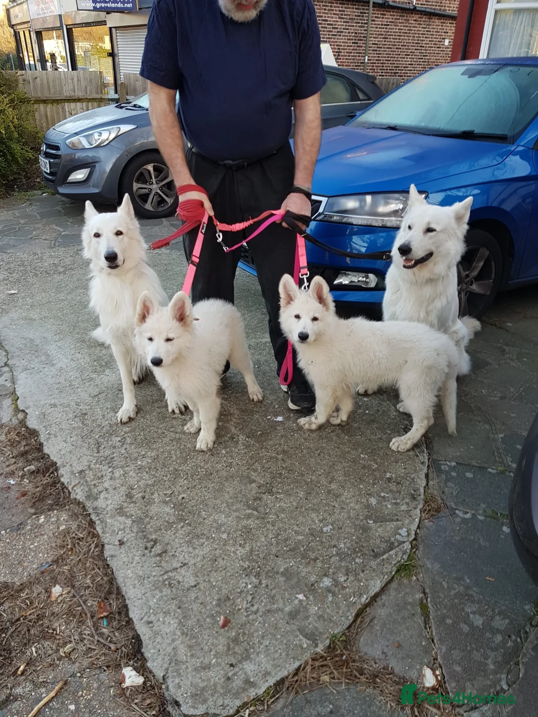 White Swiss Shepherd dogs for sale: Beautiful white Swiss shepherd  - Advert 1