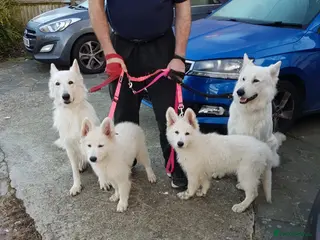 White Swiss Shepherd dogs Beautiful white Swiss shepherd - Advert 12