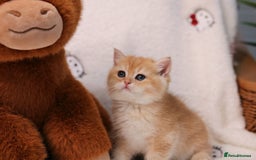 British Shorthair cats for sale: ❤️ British shorthair kittens  - Advert 13