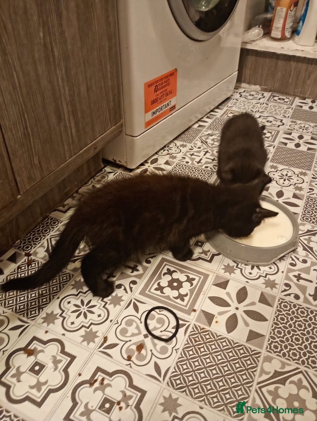 British Longhair cats for sale: Two beautiful kittens for sale  - Advert 2