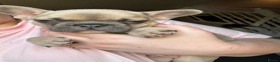French Bulldog Puppy boy 2 