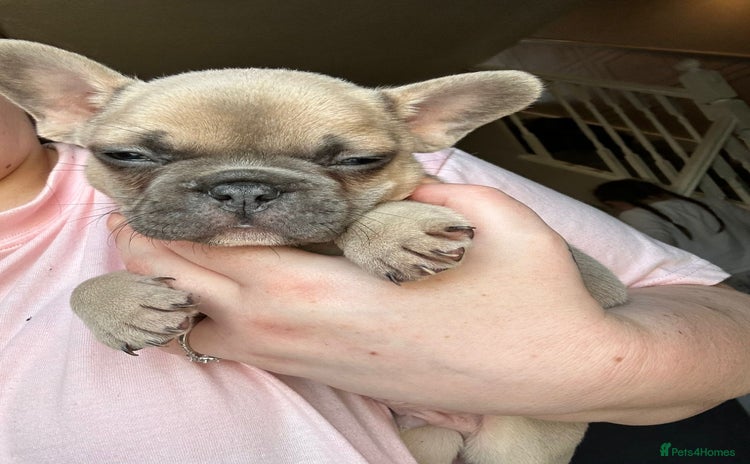 French Bulldog dogs - Advert 1