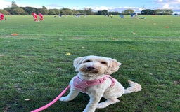 Cockapoo dogs for sale: 5 year old cockapoo girl  - Image 3