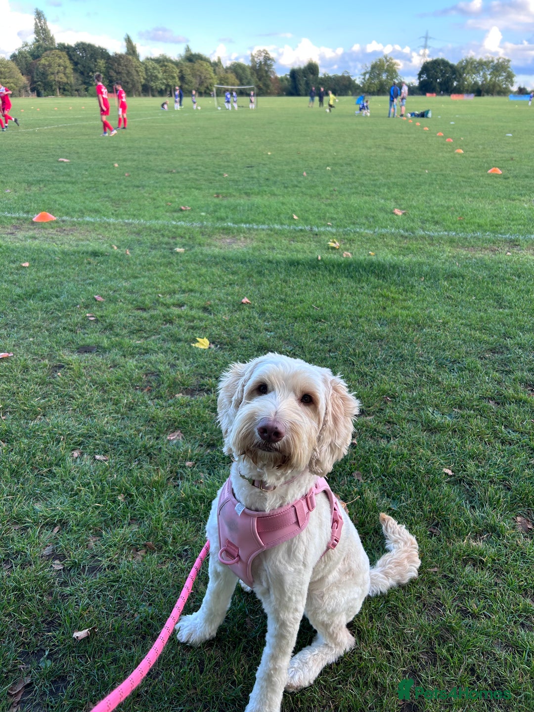 Cockapoo dogs for sale: 5 year old cockapoo girl  - Image 3