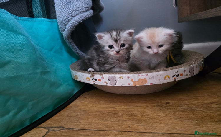 Maine Coon cats - Advert 3