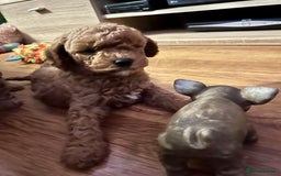 Cavapoo dogs for sale: Playful, affectionate, red Cavapoo puppies  - Image 33