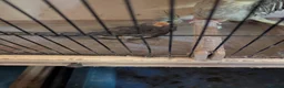 Cockatiels birds for sale: Cockatiels  in Walsall - Advert 8