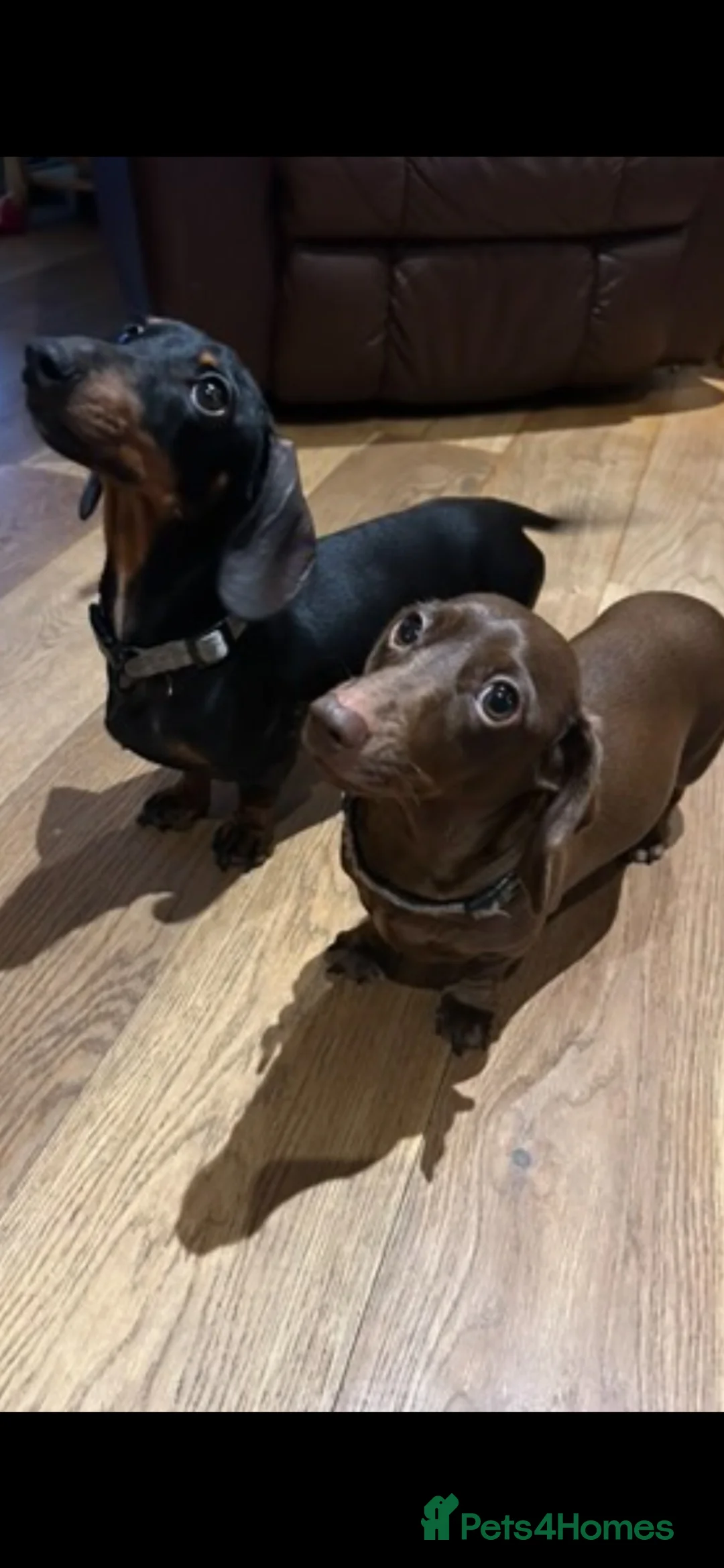 Dachshund dogs for sale: READY NOW! RARE coloured KC mini daschunds  - Advert 2
