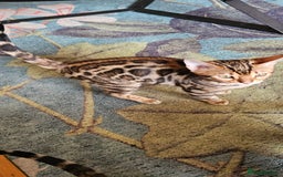 Bengal cats for sale: ✨️2 Kittens left! 🐱 in Berkhamsted - Image 11