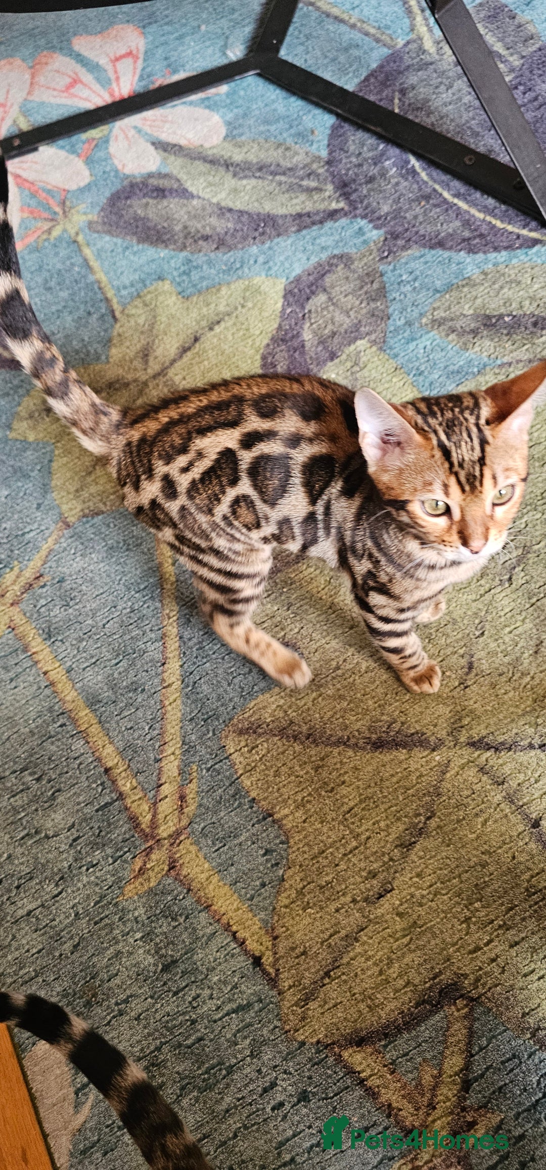 Bengal cats for sale: ✨️2 Kittens left! 🐱 in Berkhamsted - Image 11