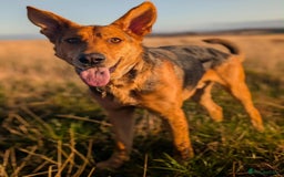 Mixed Breed dogs for adoption: Majestic Charlie  - Advert 4