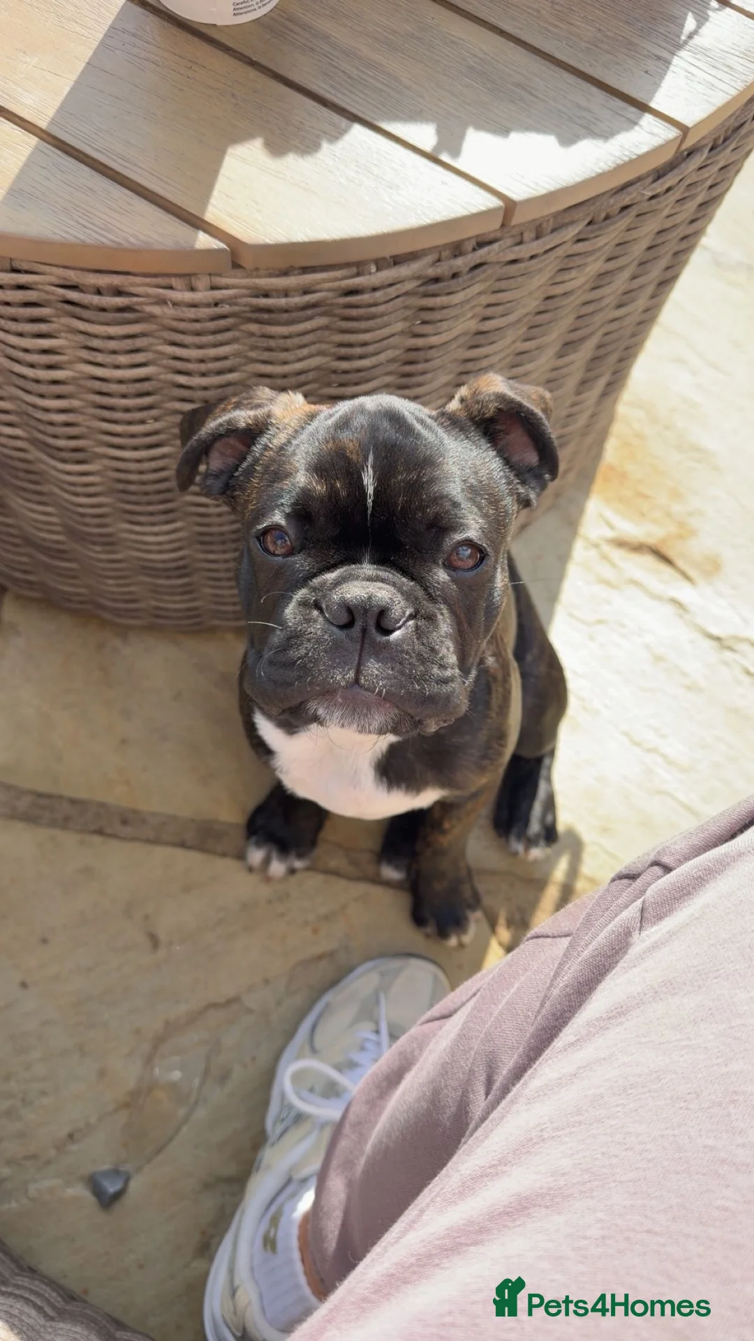 Mixed Breed dogs for sale: Boston Frenchinton terrior  in Tadcaster - Advert 2