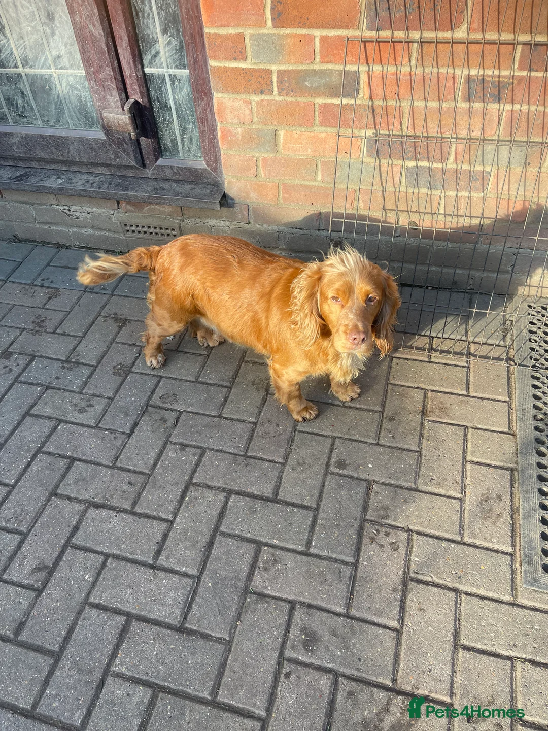 Cocker Spaniel dogs for sale: Girl Cocker spaniel  - Advert 1