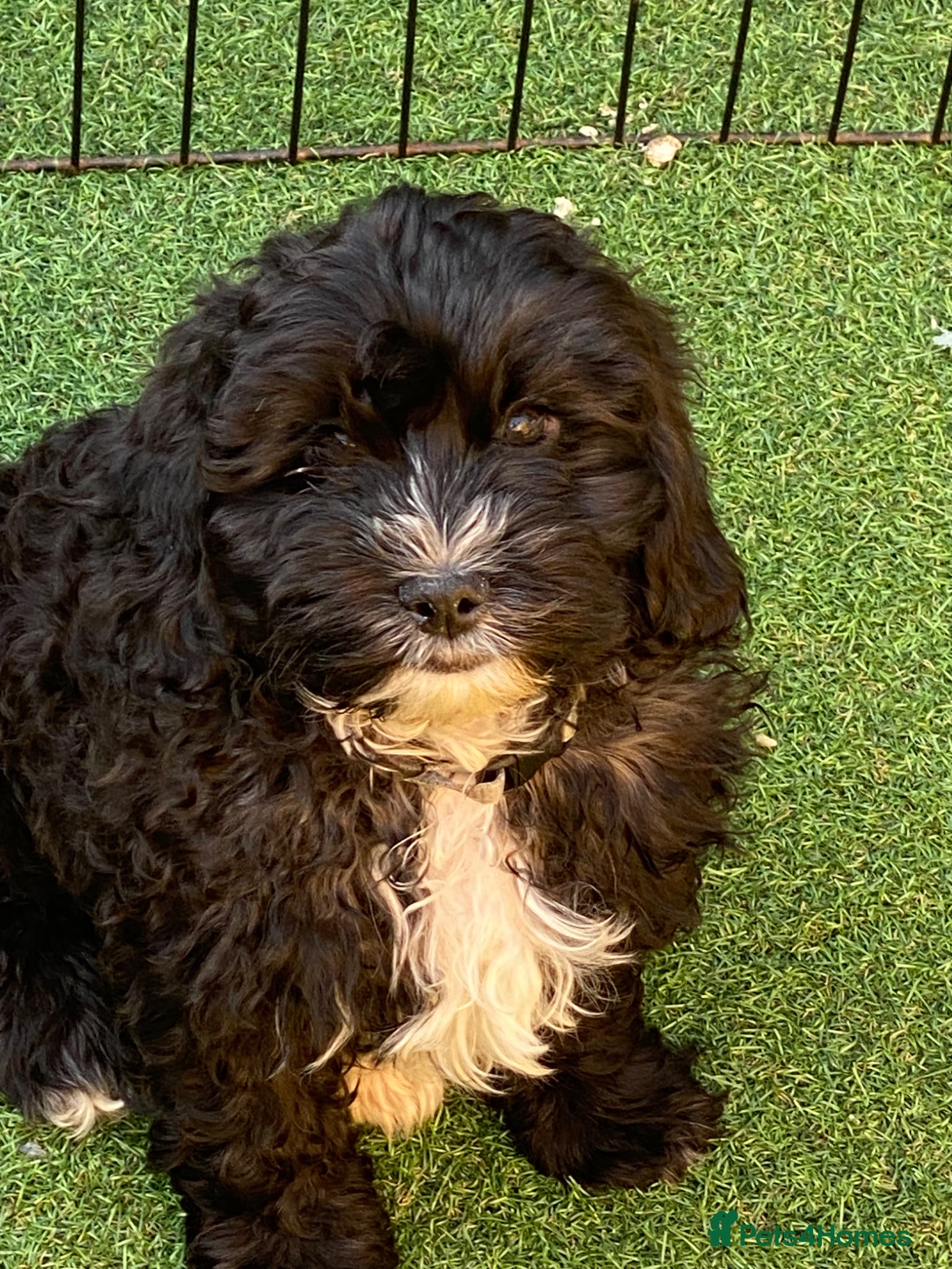 Shihpoo dogs Health tested shihpoos  - Advert 2
