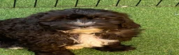 Shihpoo dogs for sale: Health Tested,READY TO GO - Advert 6